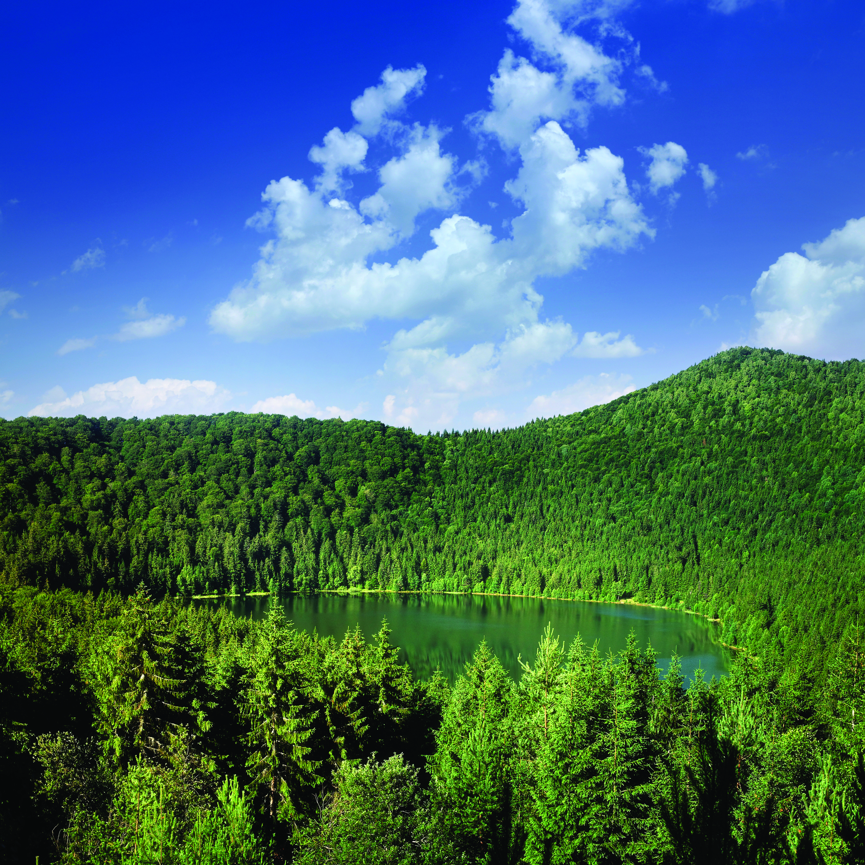 view of forest around crater lake in Oregon