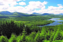 view of a river surrounded by forest
