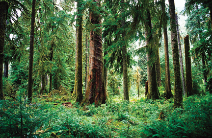 trees in the middle of a forest