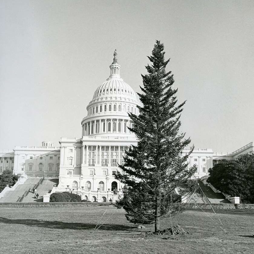 The 1972 U.S. Capitol Christmas Tree
