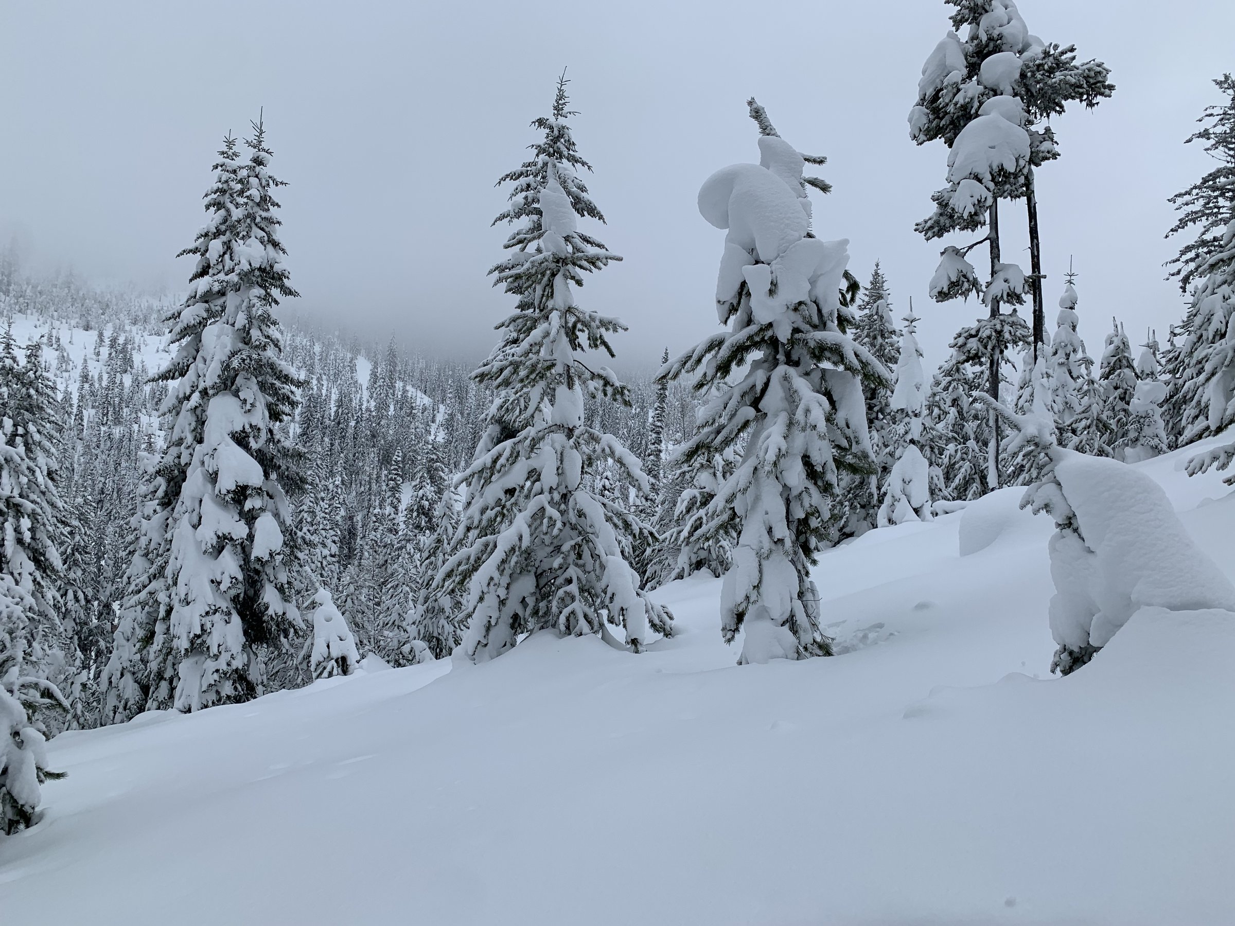 Snow-covered evergreen trees on a forested Idaho ridge